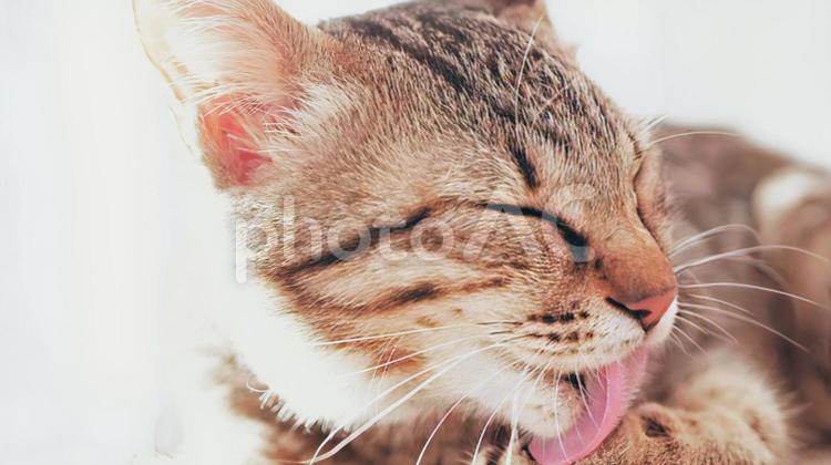 毛繕いをする猫 ペット,ふわふわ,トラネコの写真素材