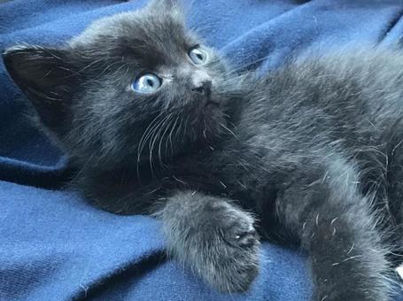 黒猫 黒猫の写真
