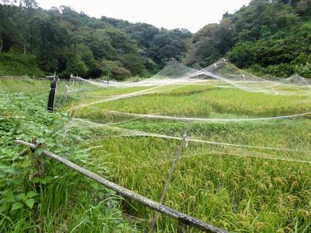 鳥よけのネットが掛けられた郊外の水田 田んぼ,水田,稲の写真素材