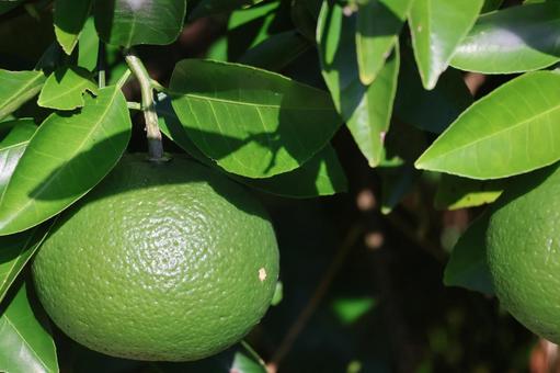 緑のカワナツダイダイの実のなる木のアップ 緑,カワナツダイダイ,実の写真素材