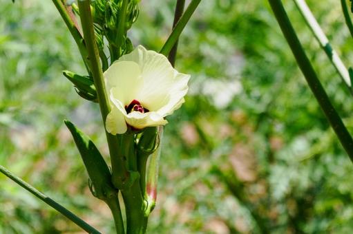 オクラの花⑴ オクラの花⑴ 花,オクラ,植物の写真素材