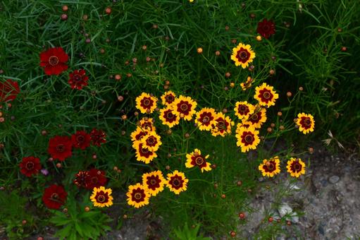 目みたいの写真