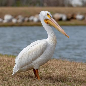 黄色いくちばしの大型鳥 黄色いくちばしの大型鳥の写真