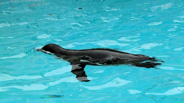 夏の動物園 泳ぐペンギン 夏の動物園 泳ぐペンギン ペンギン,フンボルトペンギン,鳥類の写真素材