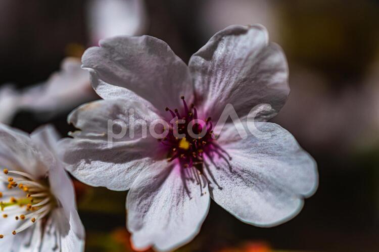 桜の花びら 桜,花びら,和歌山の写真素材