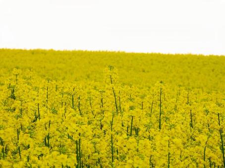 黄色が溢れる菜の花畑 黄色が溢れる菜の花畑の写真