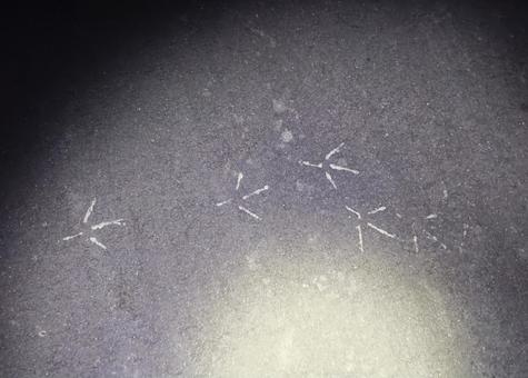 Photo, footprints, night, egrets, 