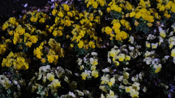 Photo, spring flower bed, flower bed, spring, 