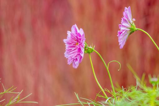 コスモス(39) コスモス(39) 花,コスモス,アキザクラの写真素材