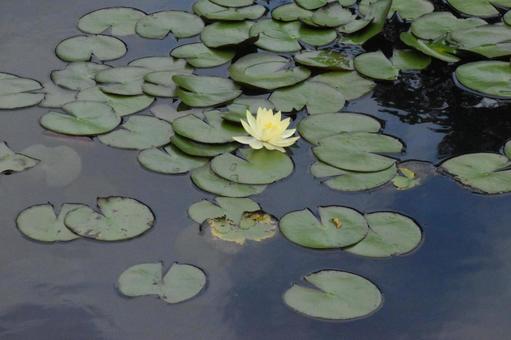 Water lilies in Moegino, Aoba Ward, Yokohama City, just after the summer heat, JPG