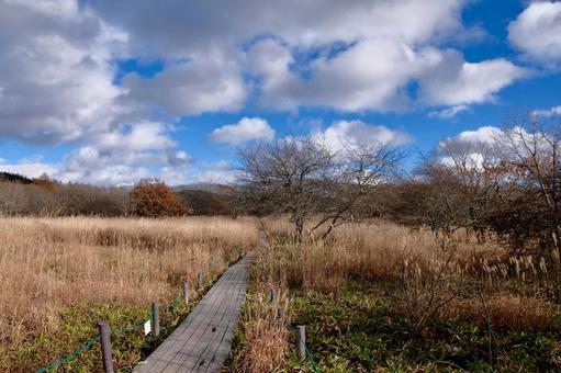 八島湿原 湿原,高原,草原の写真素材