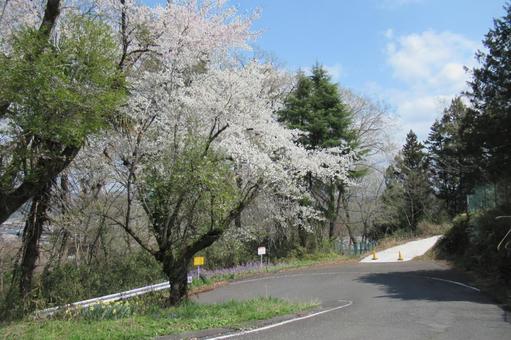 春の下りS字山道と桜の木 春の下りS字山道と桜の木 道,道路,車道の写真素材