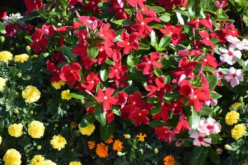 花 花の写真