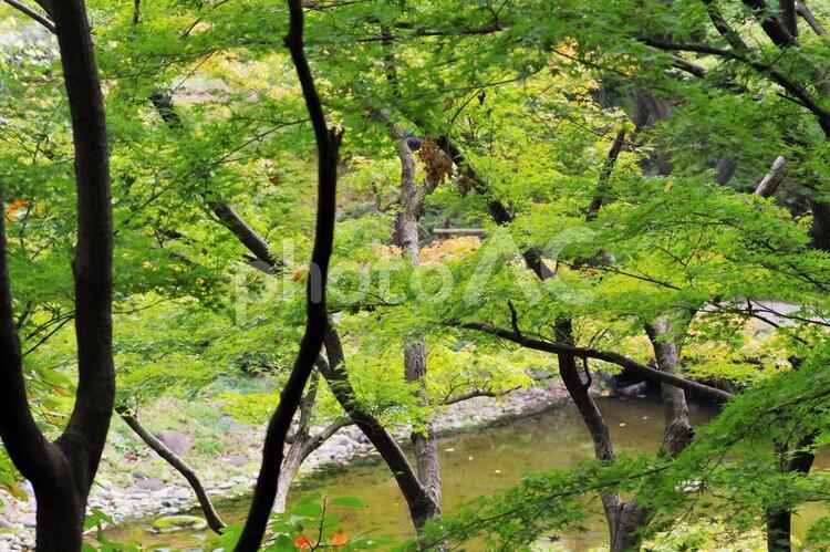 小石川後楽園の風景 小石川後楽園,風景,景色の写真素材