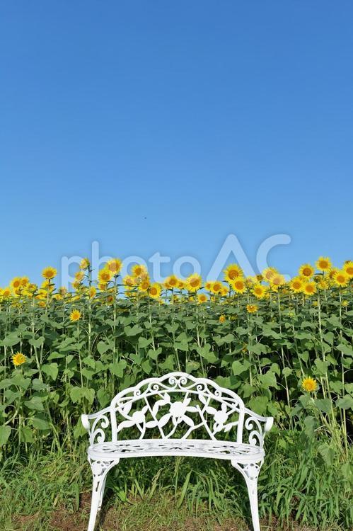 座間ひまわりまつりのひまわり畑 ひまわり,座間ひまわりまつり,畑の写真素材