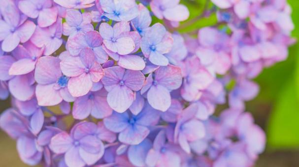 紫陽花 紫陽花の写真