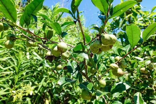 お茶の実 お茶の実 実,茶,樹木の写真素材