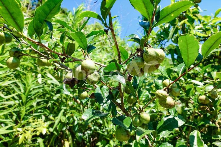 お茶の実 お茶の実 実,茶,樹木の写真素材