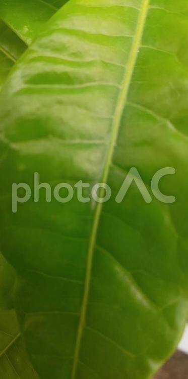 ゴムの木　 ゴムの木,植木,植物の写真素材