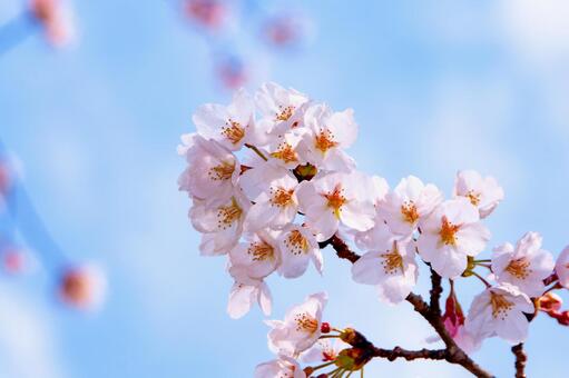 青空に映える満開の桜 27 桜,ソメイヨシノ,サクラの写真素材