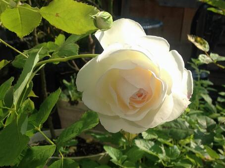 薔薇 薔薇の写真
