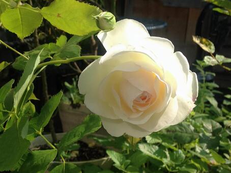   Rose, it's beautiful, white, beautiful, JPG