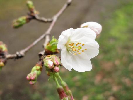 桜と蕾 桜と蕾の写真