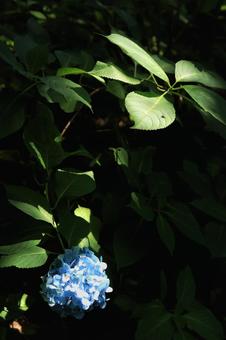紫陽花と日差しの写真