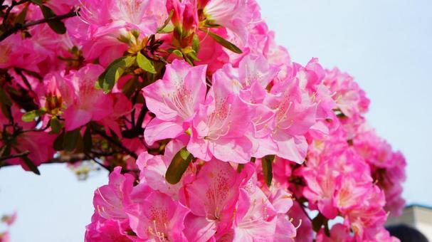 ツツジの花 ツツジの花の写真