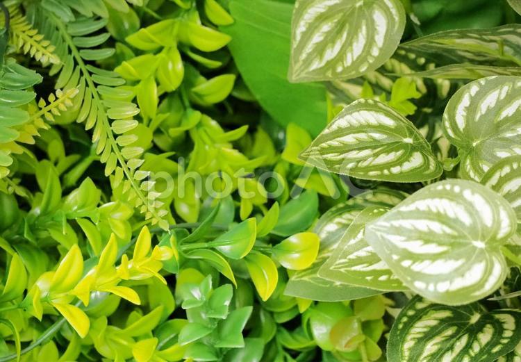 神秘的な新緑の葉っぱイメージ無料画像素材 ボタニカル,新緑,新緑の季節の写真素材