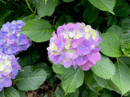 紫陽花 紫陽花 紫陽花,花,花弁の写真素材