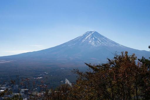秋の銀杏の木と雲をかぶる富士山 秋の銀杏の木と雲をかぶる富士山の写真