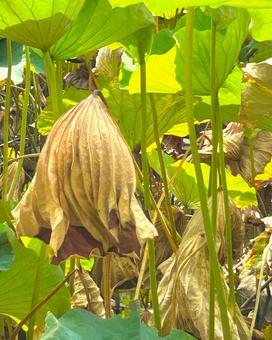 枯れた蓮の葉 枯れた蓮の葉 蓮の葉,枯れる,茶色の写真素材