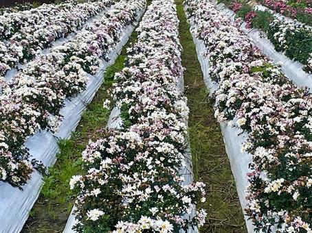 奈良　小菊畑 平群の小菊,平群,へぐりの写真素材