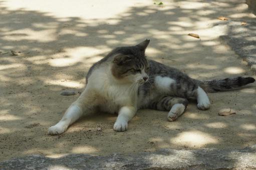 ねこ ねこ にゃんこ,可愛い,野良猫の写真素材