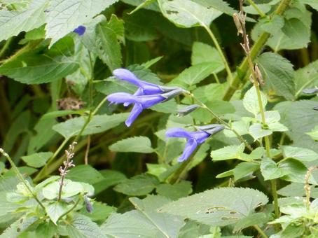 【花の写真】サルビア・ガラニチカ サルビア,サルビア・ガラニチカ,自然の写真素材