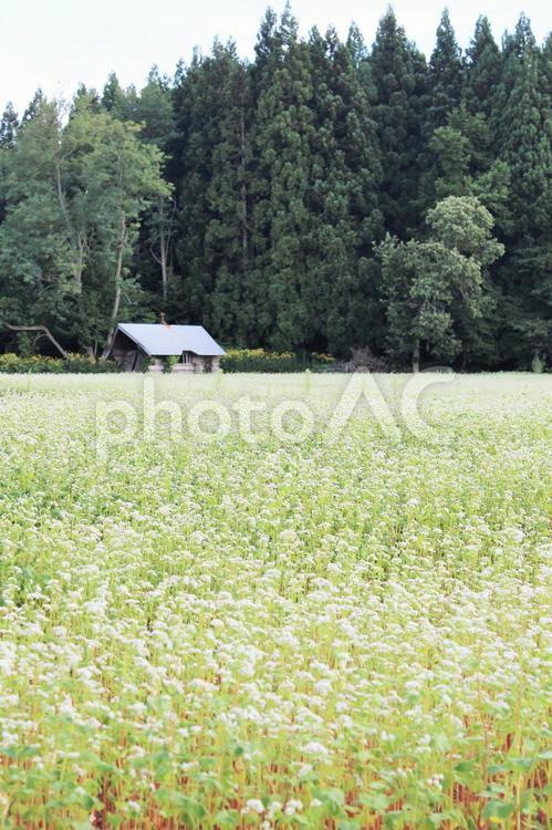 蕎麦畑・針葉樹林 そば畑,そば,ソバの写真素材