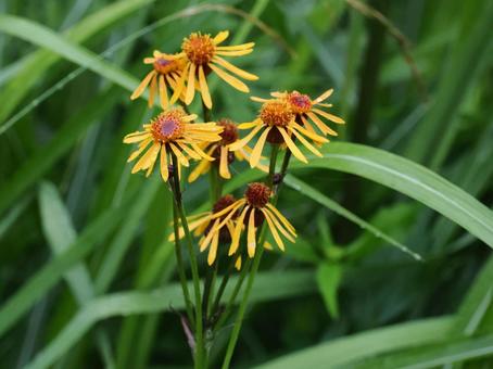 Wildflower: Kourinka, JPG