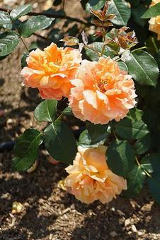 Photo, hyōgo prefecture, aramaki rose park, manyo, 