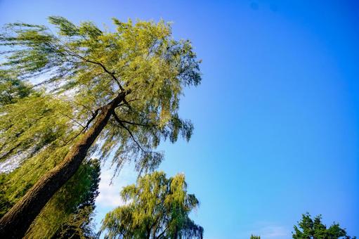 ヤナギと青空 ヤナギと青空 ヤナギ,柳,栁の写真素材