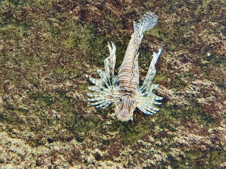 海底を泳ぐミノカサゴの美姿 海底を泳ぐミノカサゴの美姿 ハナミノカサゴ,ライオンフィッシュ,和歌山自然博物館の写真素材