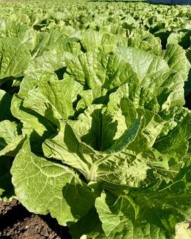白菜の葉っぱ 白菜,葉野菜,野菜の写真素材
