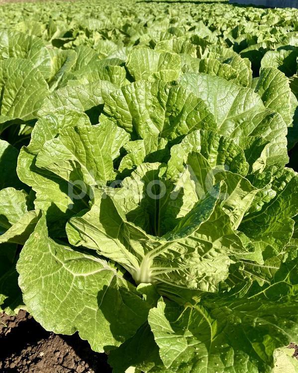 白菜の葉っぱ 白菜,葉野菜,野菜の写真素材