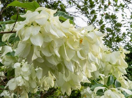 コンロンカは黄色い星型のお花 コンロンカは黄色い星型のお花 コンロンカ,お花,白の写真素材