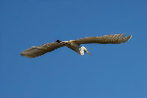 飛ぶダイサギ 飛ぶダイサギ ダイサギ,野鳥,サギの写真素材