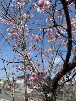 春に咲いた花 春に咲いた花の写真
