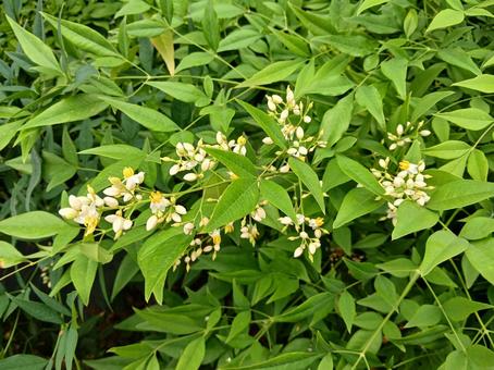 ナンテン ナンテン ナンテン,白い花,木花の写真素材