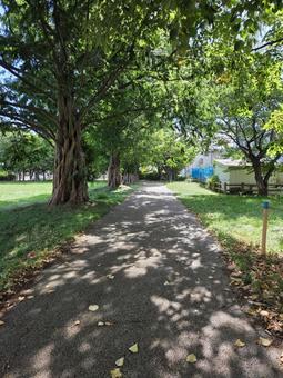 夏の終わりの影 木漏れ日,道,木の写真素材