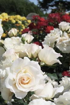 Three-color roses, JPG Three-color roses, JPG