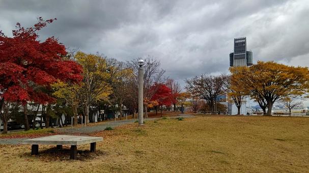 青い海公園4 青い海公園4 秋,紅葉,曇り空の写真素材